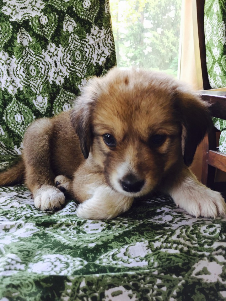 puppy love
