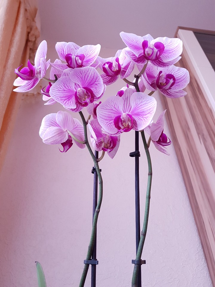 Stunning Orchids