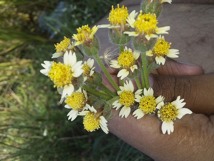 yellow flowers