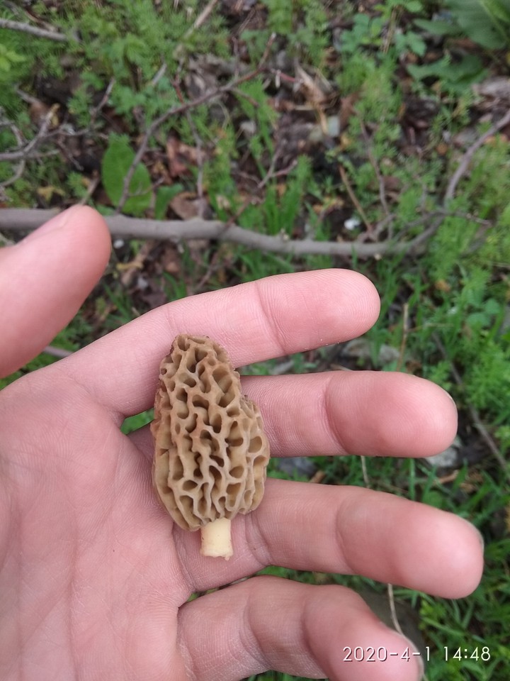 #mushroom