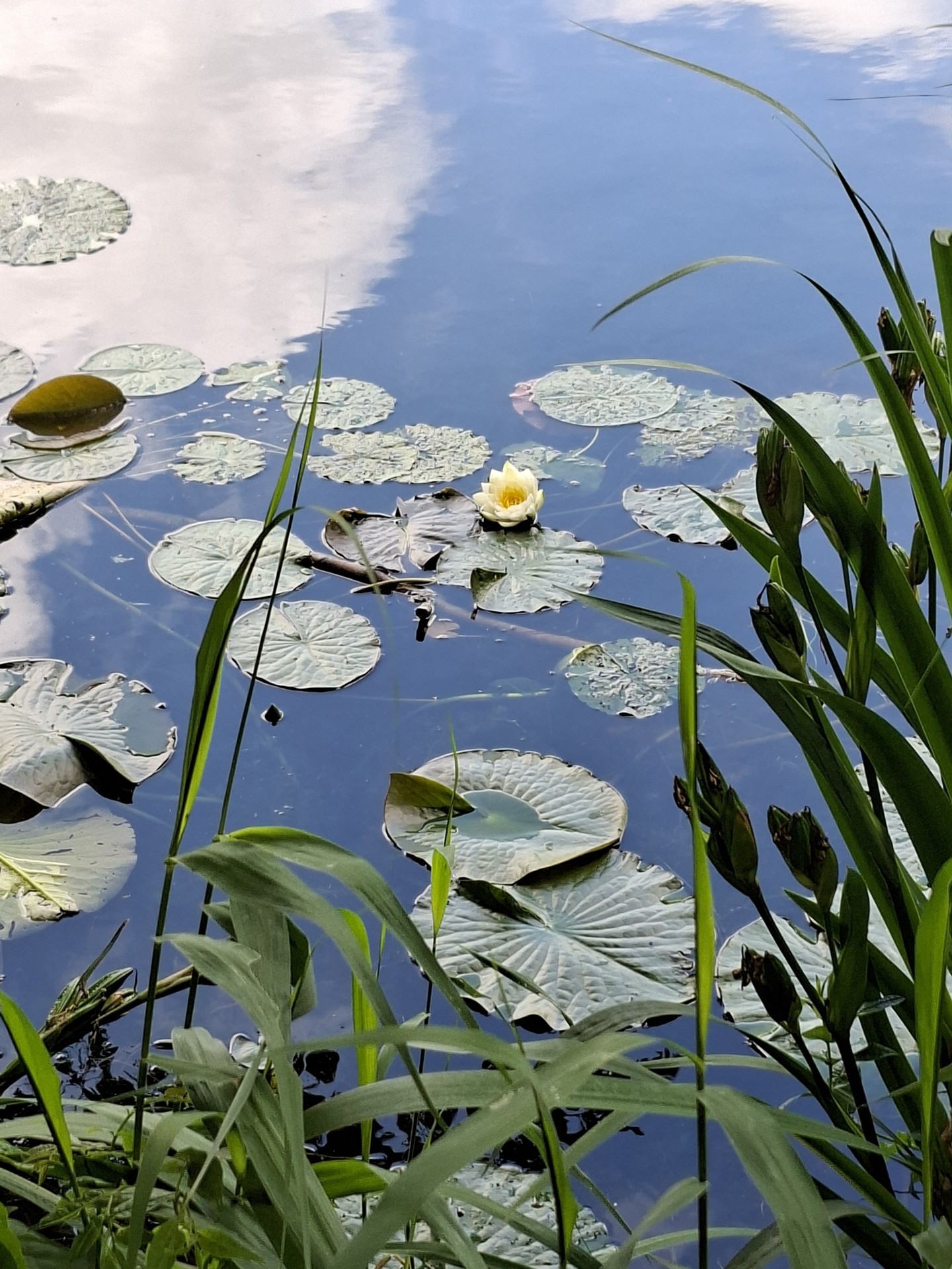tapety green, Water