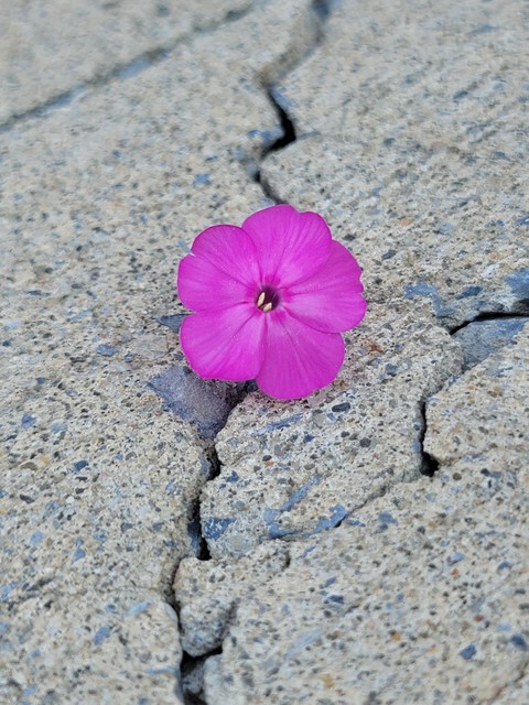azure, groundcover Hintergrundbilder