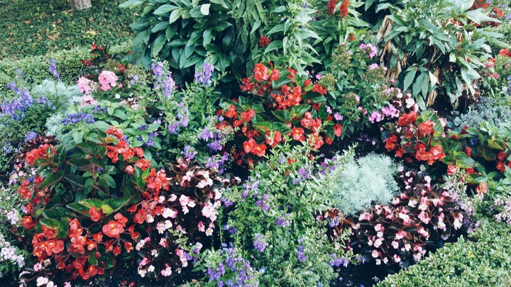 flowers