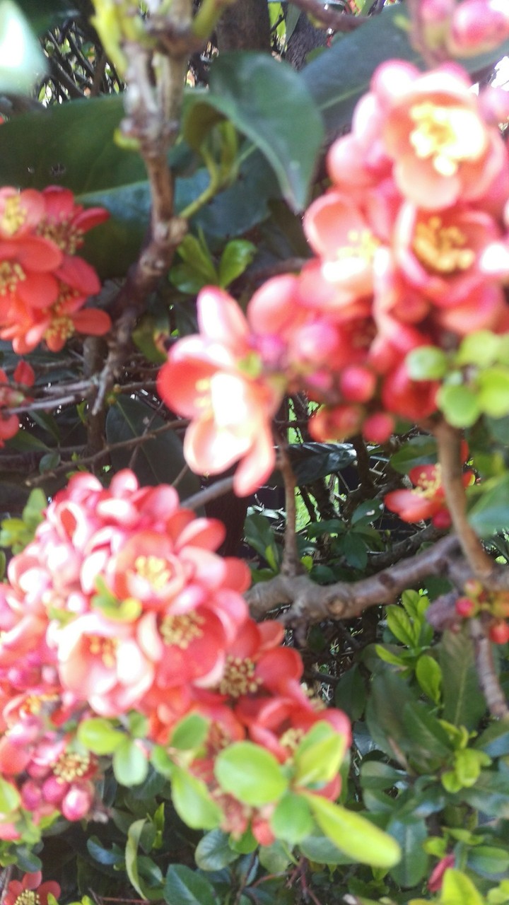 flowers