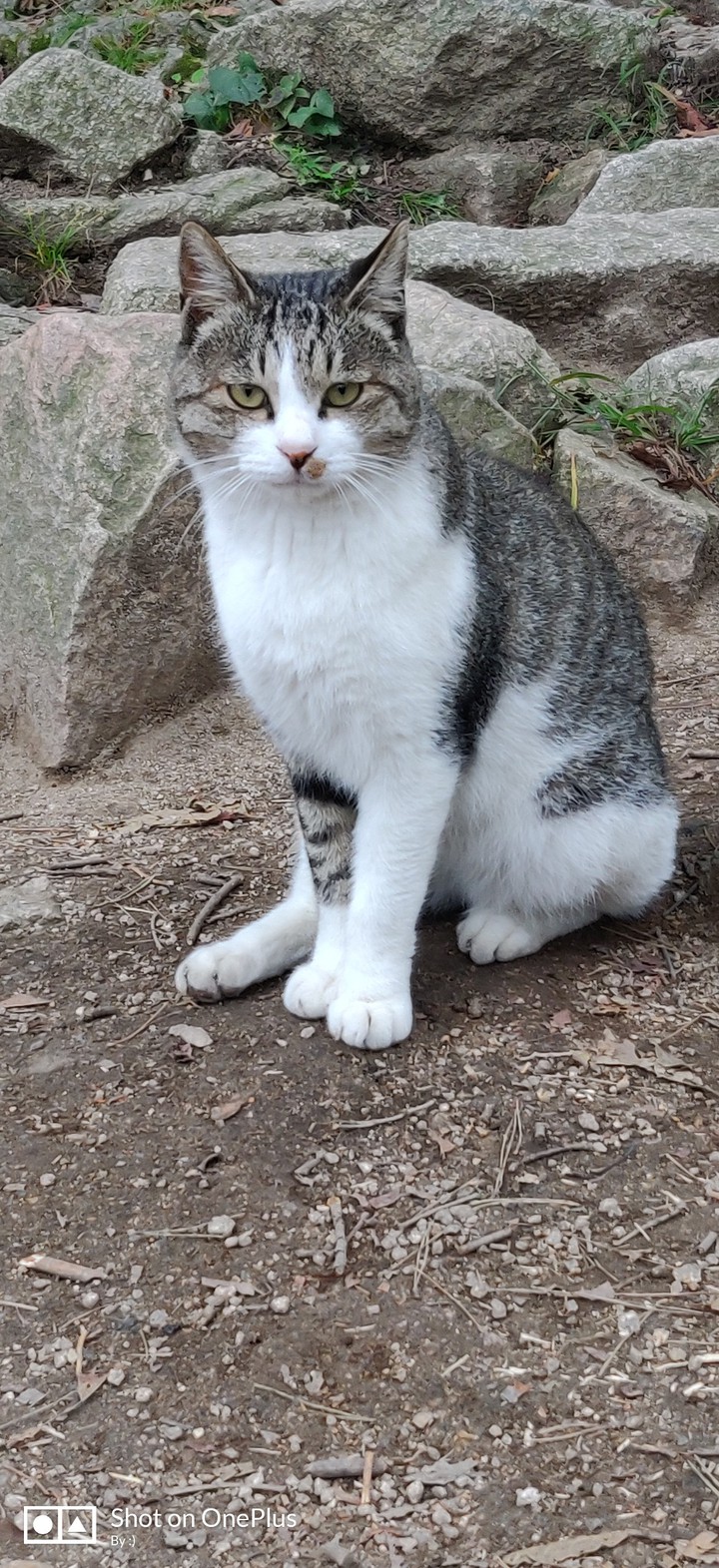 cat...