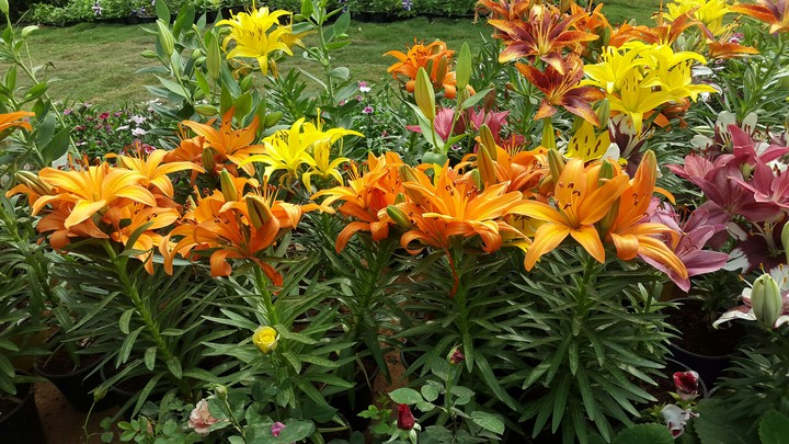 Flowers