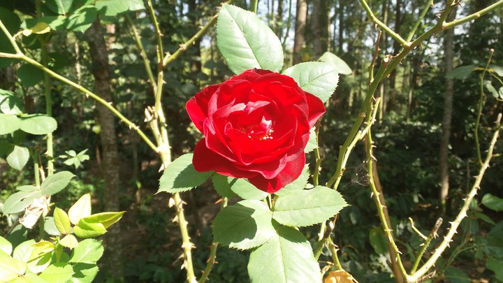 Red Rose ?