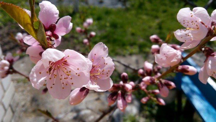 Spring flowers