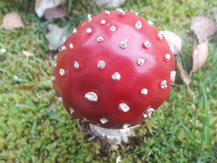 Ein Fliegenpilz