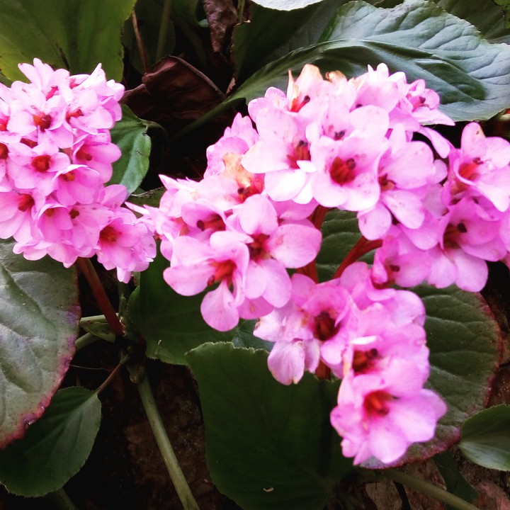 #flower