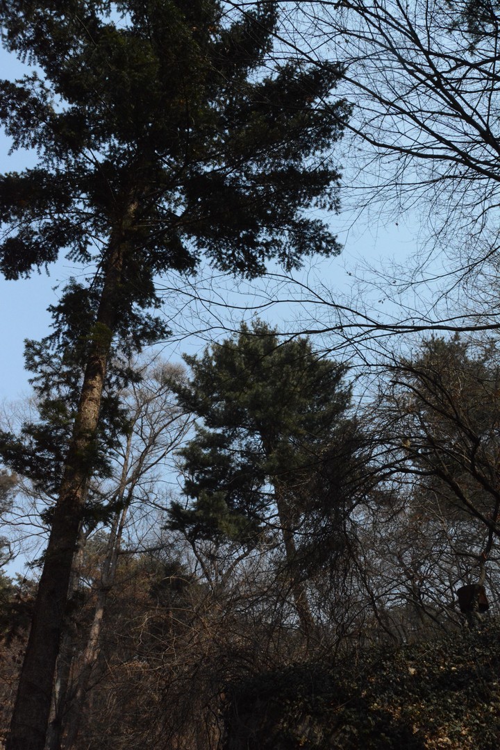 홍릉이미지
