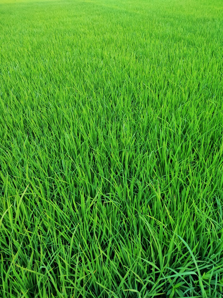 Green paddy land