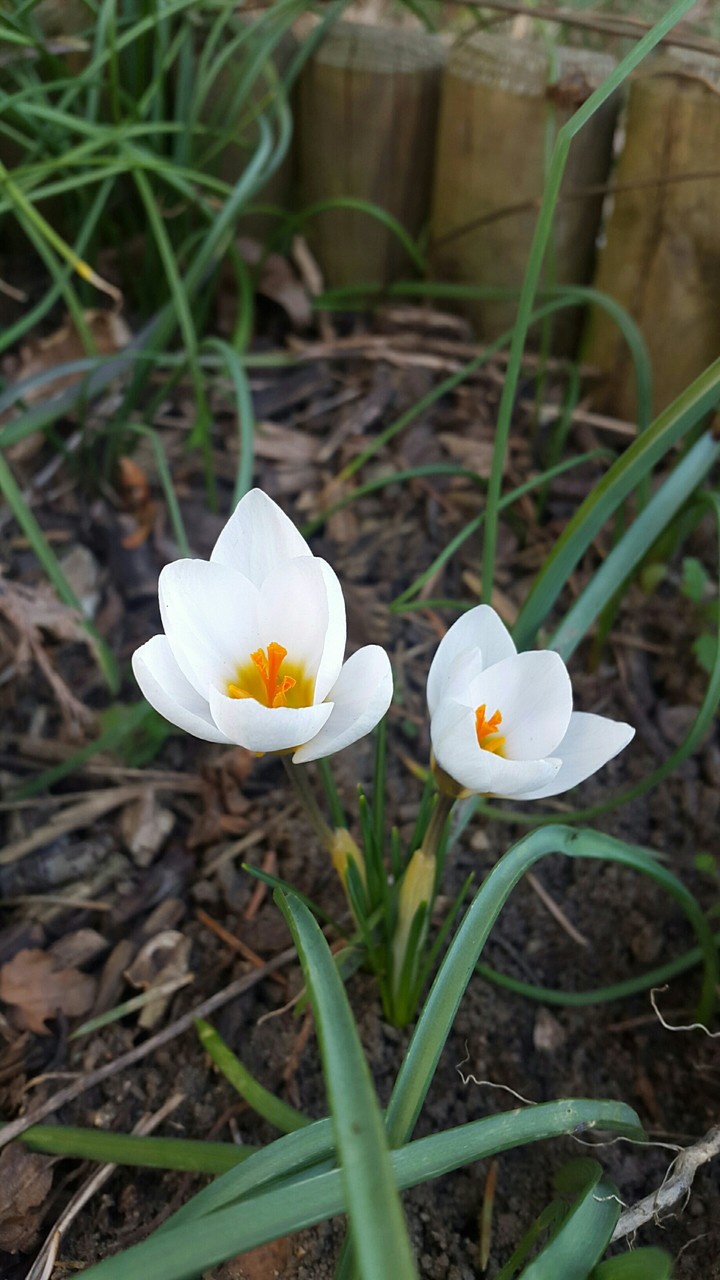 Spring is coming