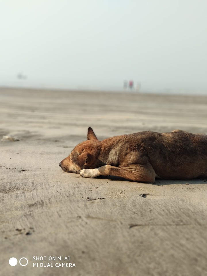 dog
