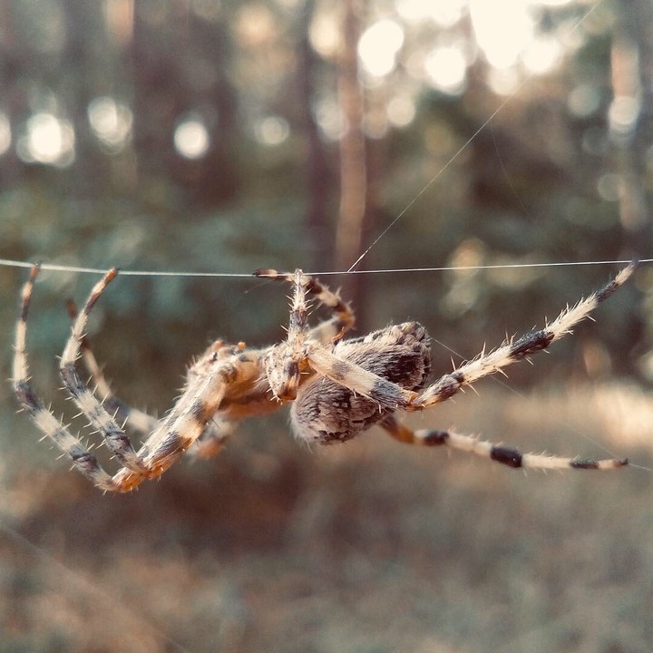 spider
