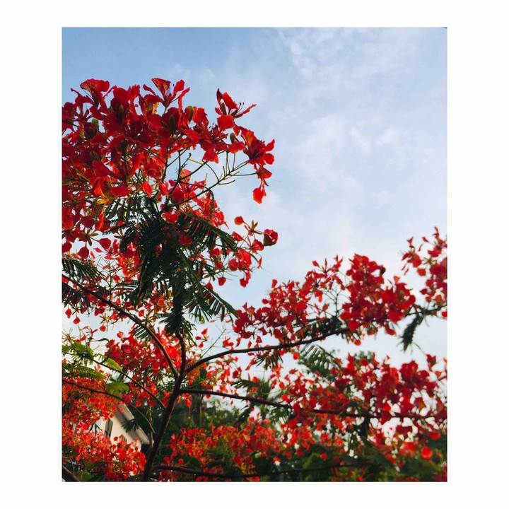 gulmohar