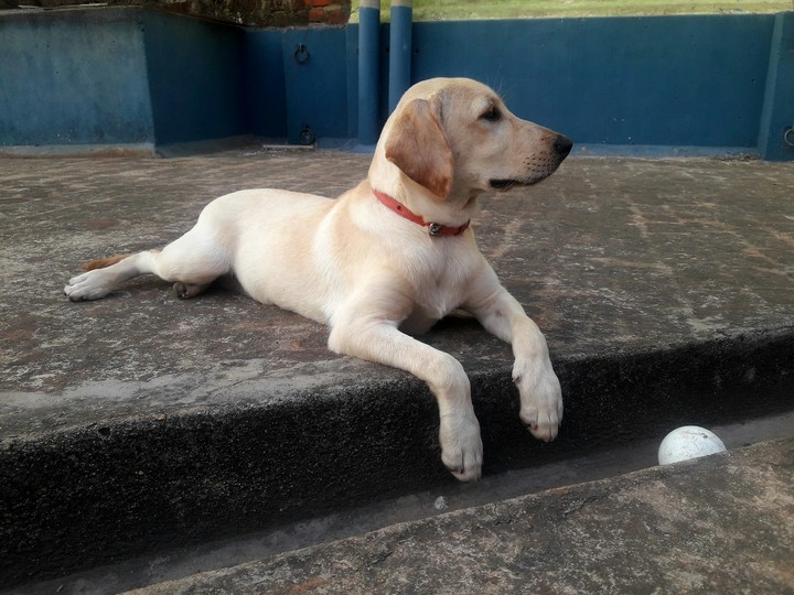labrador puppy