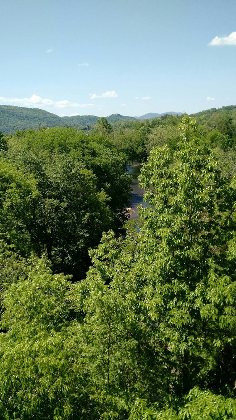 Creek between the trees