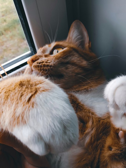 lovely cat