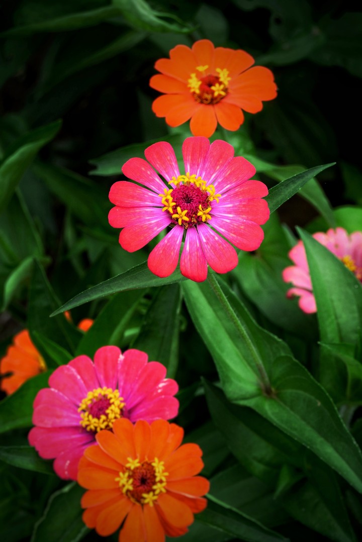 a beautiful flower that i take
