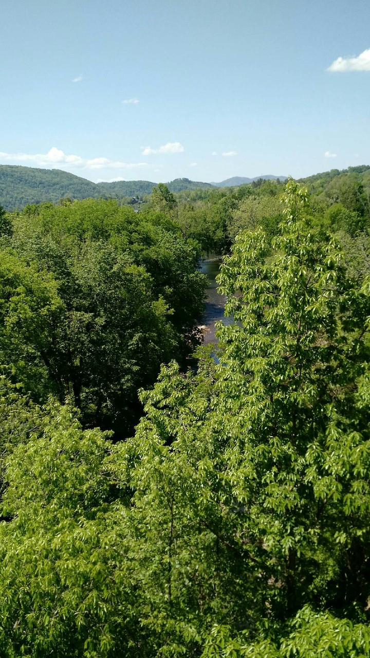 Creek between the trees