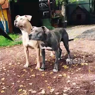 dog gift