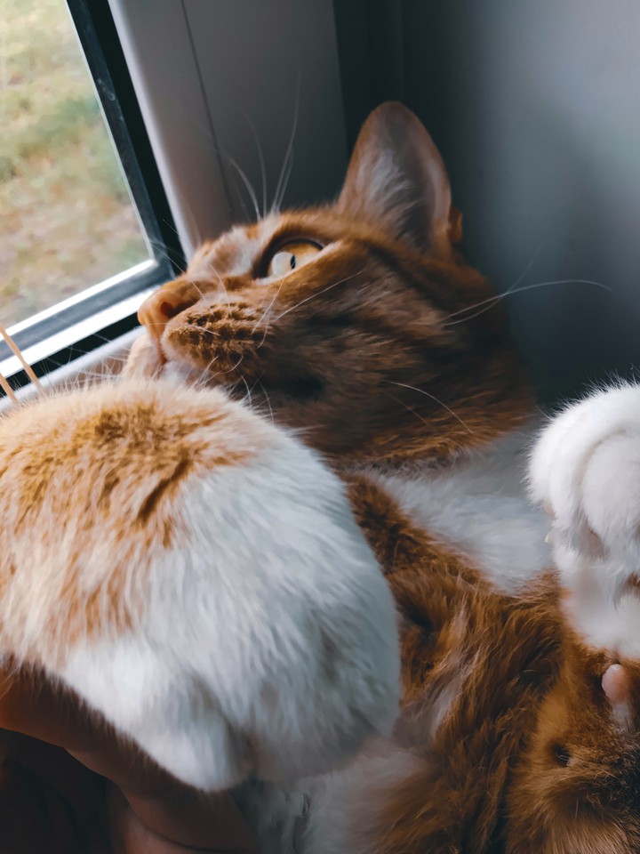 lovely cat