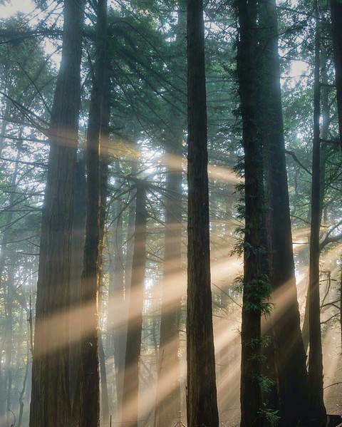 awesome sunbeams