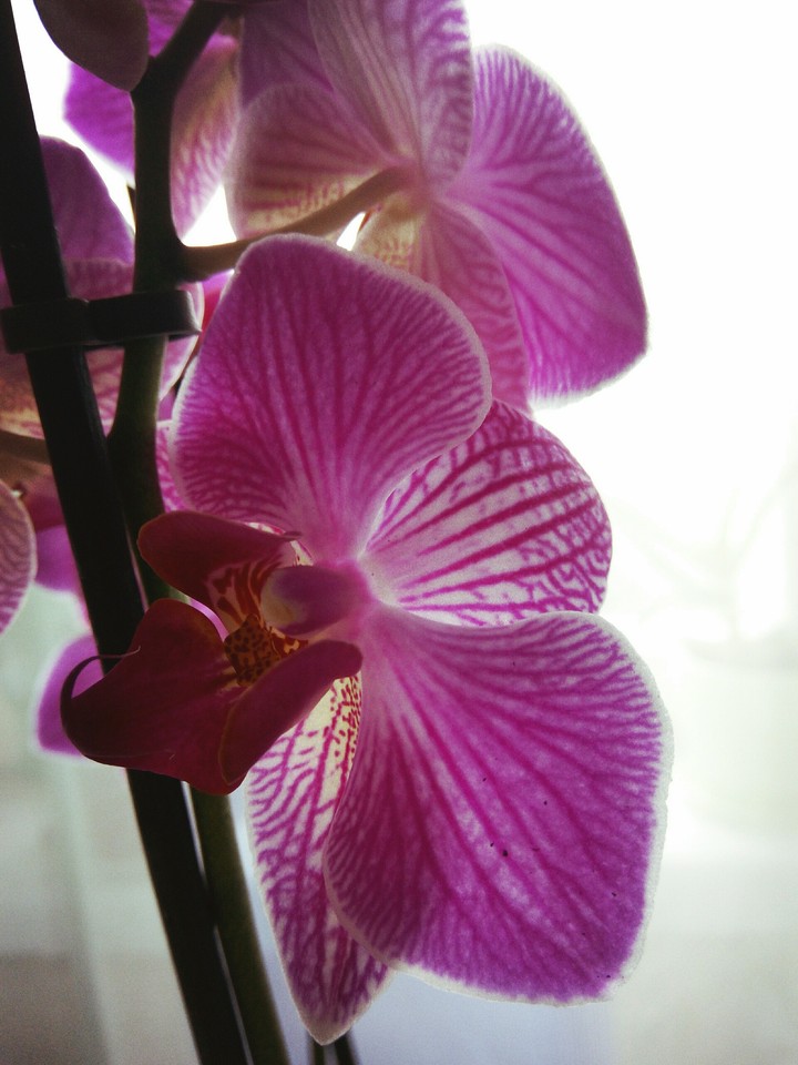 Orchid