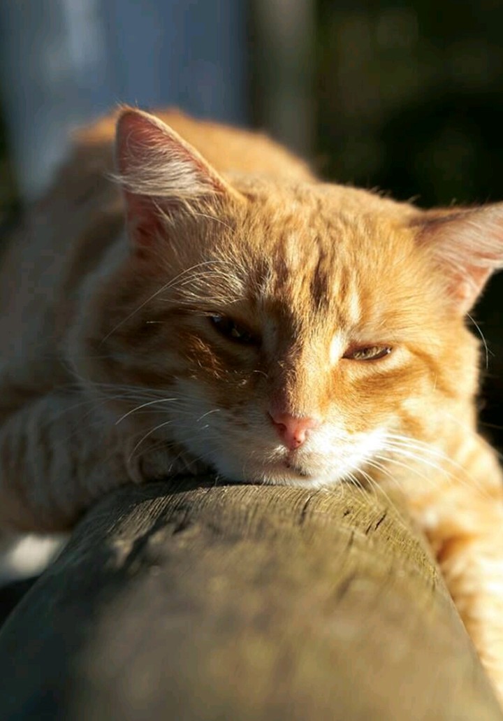 cat sleep
