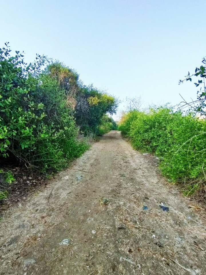 Mangrove
