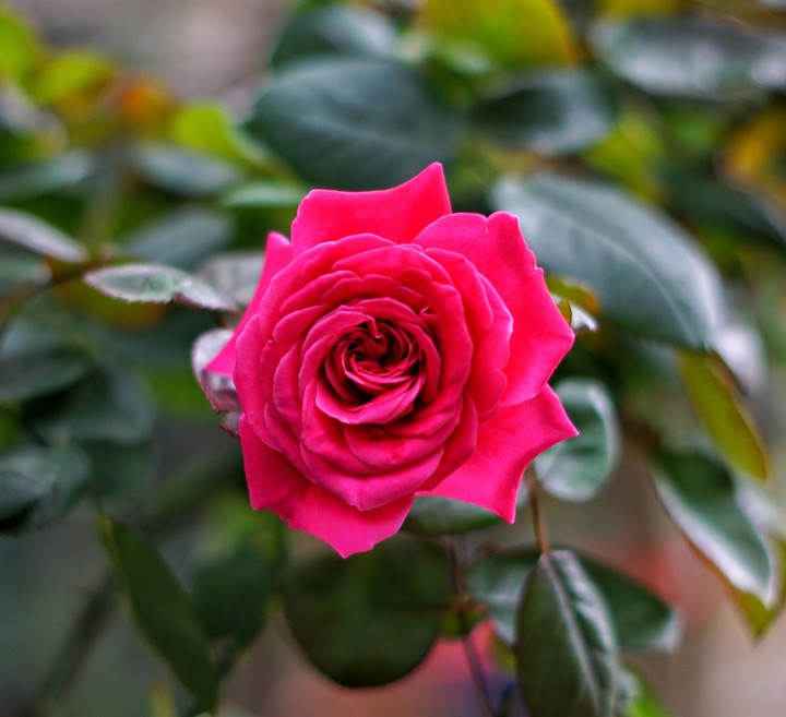 Rouge Royale Rose