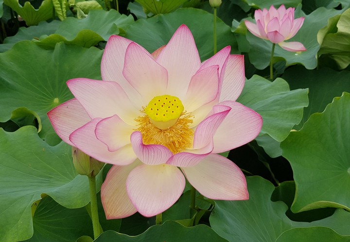 연꽃