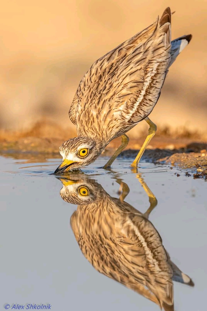 reflection