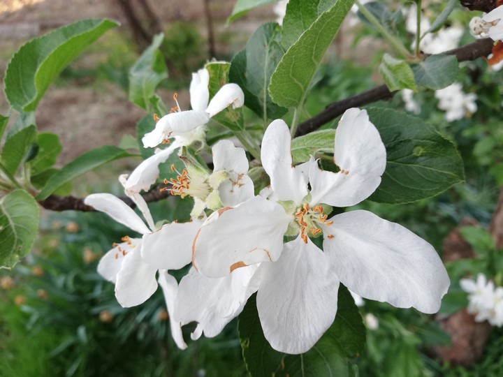 Flor de manzano