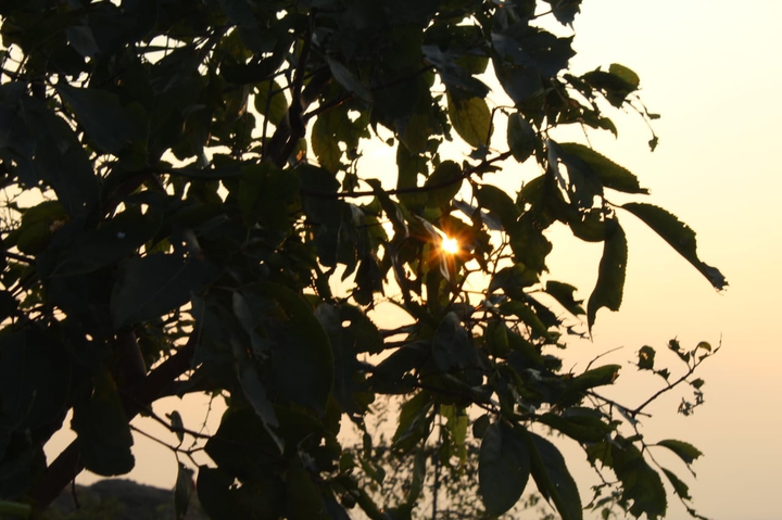 sunset behind the leaves