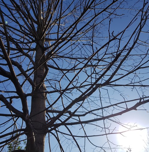 fonds d'écran twig, larch