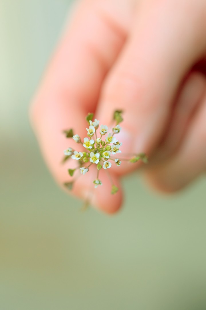 하얀 꽃
