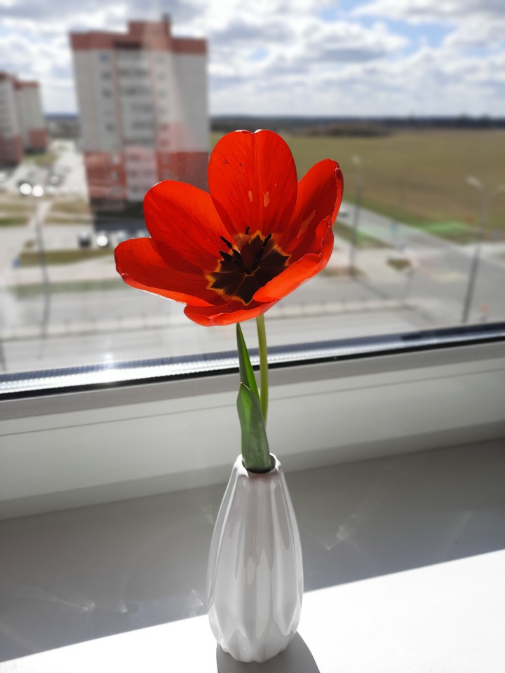 blossom