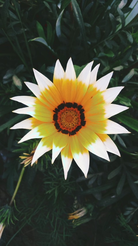 bloom dear bloom