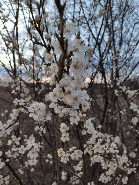 spring
