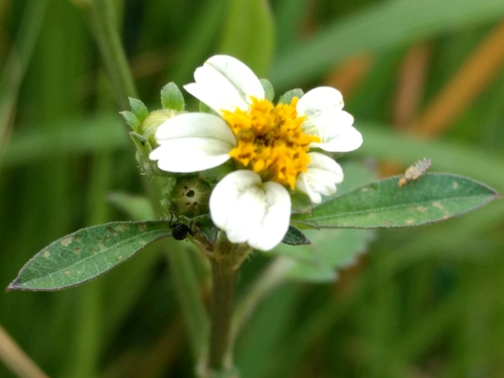 flower