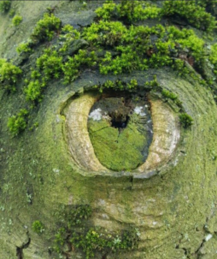 eye