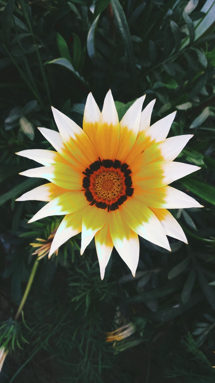 bloom dear bloom