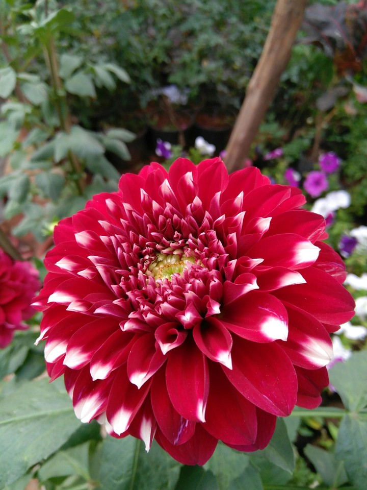 flower