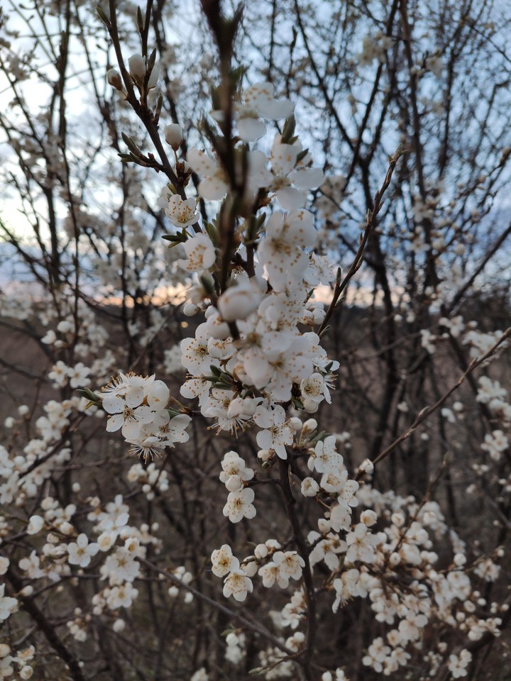 spring