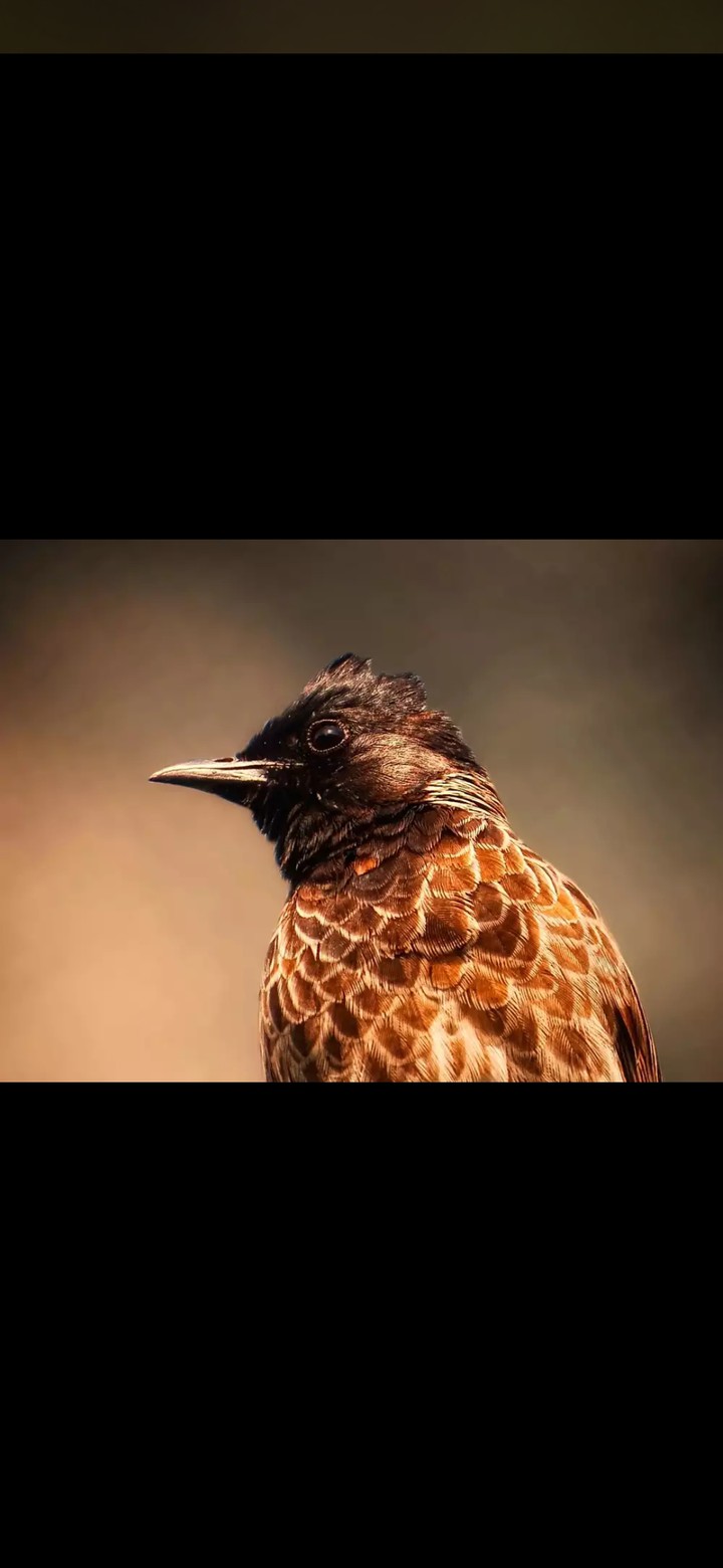 Bulbul