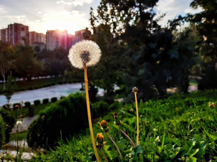 flower çiçek summer sun