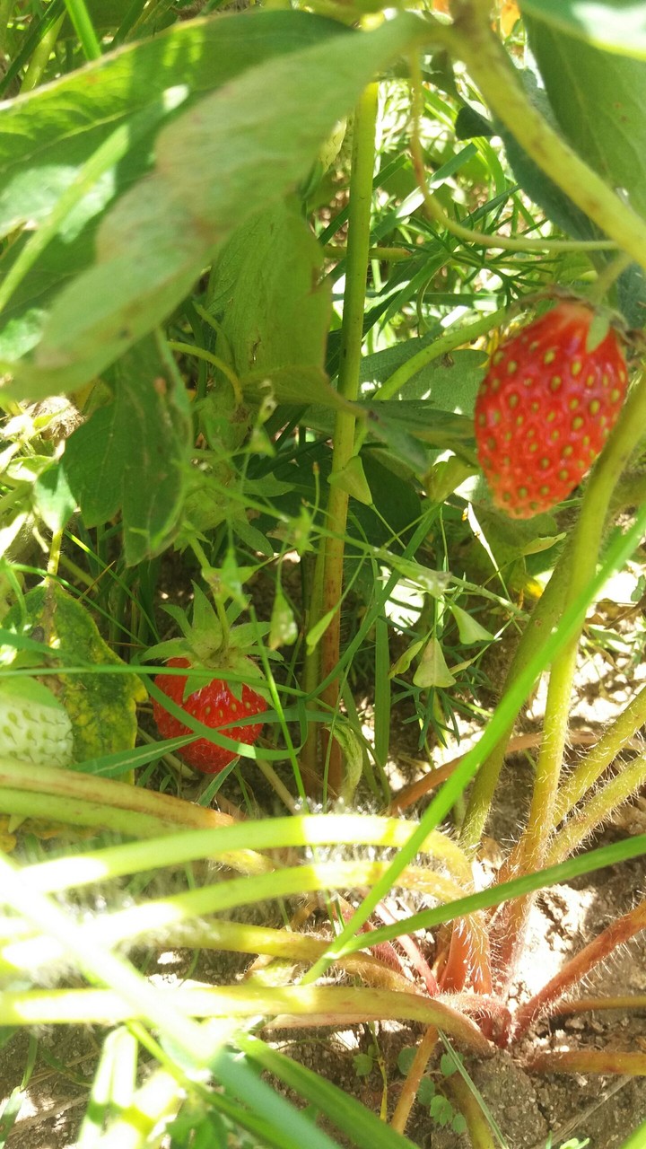 strawberry