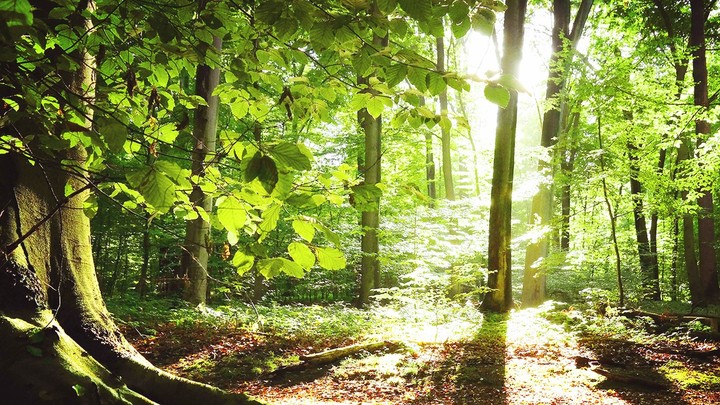 plants and trees ❤